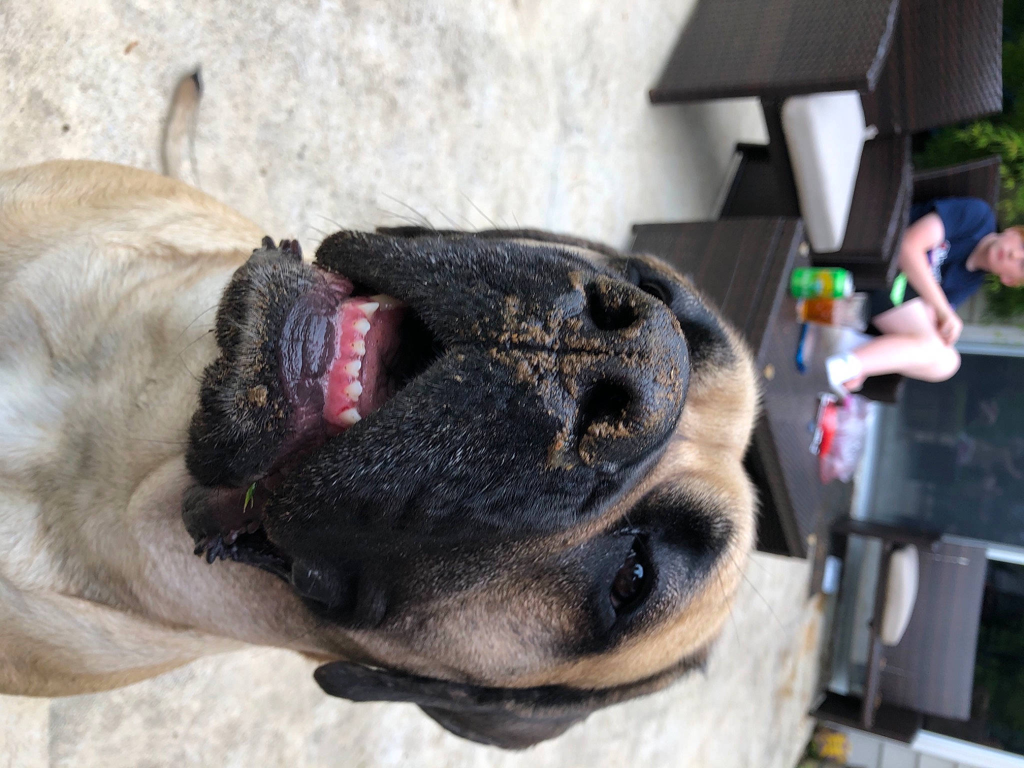Winnie joined the competition — help win amazing prizes! canidae, carnivore, collar, companion_dog, dog, dog_breed, dog_collar, fawn, fur, guard_dog, leash, non_sporting_group, paw, pet_supply, snout, sporting_group, whiskers, working_animal, working_dog, wrinkle