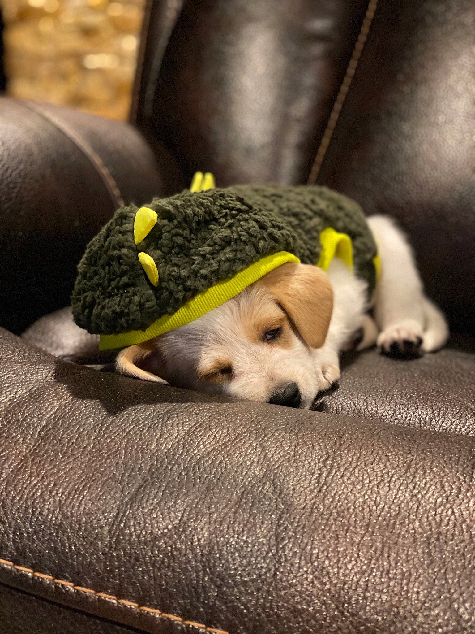 Kipper joined the competition — help win amazing prizes! canidae, carnivore, comfort, companion_dog, dog, dog_breed, dog_supply, fawn, flooring, fur, grey, linens, snout, stuffed_toy, tail, terrestrial_animal, toy, toy_dog, wood, working_animal