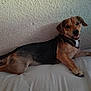 Balou participe au concours pour gagner de l'argent avec cette photo : animal, bed, black, brown, canine, comfort, dog, ears, face, fur, happy, indoor, lying_down, pet, relaxed, resting, smiling, texture, tongue, wall