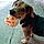 Balou