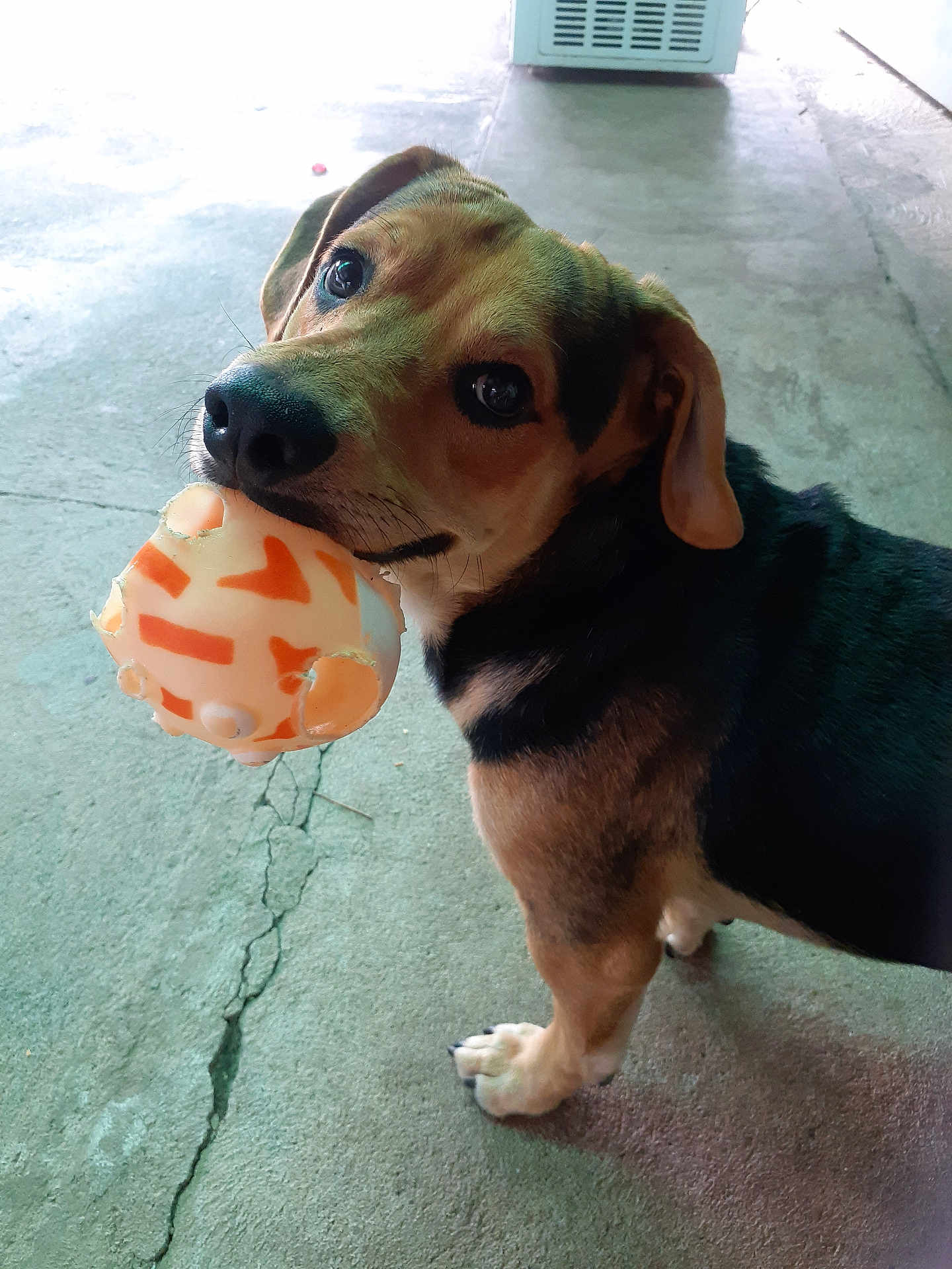 Balou