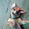 Balou C.