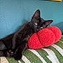 Hex is registered to the contest to win money with this photo: animal, black_cat, cat, closeup, cozy, cushion, domestic_animal, feline, golden_frame, green_cushion, indoor, laying_down, pet, pillow, red_pillow, relaxing, resting, striped_cushion, teal_wall, texture