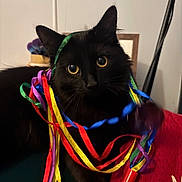 Hex joined the competition — help win amazing prizes! black_cat, cat, close_up, colorful_ribbons, couch, curiosity, eyes, festive, frame, fur, indoor, lamp, party, pillow, playful, portrait, red_pillow, ribbons, toy, whiskers