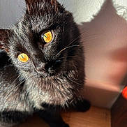 Hex is registered to the contest to win money with this photo: cat, black_cat, close_up, golden_eyes, sunlight, shadow, whiskers, fur, curious, indoor, wooden_floor, wall, pet, animal, portrait, feline, cute, domestic_cat, bright_light, shadow_play