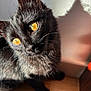 cat, black_cat, close_up, golden_eyes, sunlight, shadow, whiskers, fur, curious, indoor, wooden_floor, wall, pet, animal, portrait, feline, cute, domestic_cat, bright_light, shadow_play
