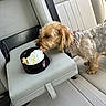 King is registered to the contest to win money with this photo: armrest, canine, car_interior, car_seat, collar, curious, cute, dog, dog_biscuits, domestic_animal, fluffy_fur, leather_seat, light_gray, pet, side_view, small_dog, snack, travel, vehicle, whipped_cream
