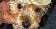 King is registered to the contest to win money with this photo: adorable, animal, black_nose, blue_carpet, brown_fur, carpet, close_up, clothing, cute, dog, domestic_animal, fur, hand, hat, indoor, looking_at_camera, pet, portrait, small_dog, straw_hat