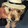 dog, small_dog, straw_hat, pet, hand, carpet, blue_carpet, fur, cute, animal, domestic_animal, looking_at_camera, hat, clothing, indoor, close_up, adorable, brown_fur, black_nose, portrait