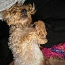 King is registered to the contest to win money with this photo: animal, canine, closeup, comfort, cozy, cute, dog, domestic, fluffy, fur, furry, indoor, laying_down, mammal, paw, pet, relaxed, resting, sleeping, soft