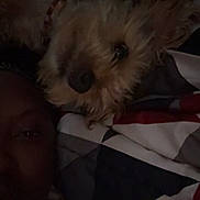 King is registered to the contest to win money with this photo: animal, bed, blanket, closeup, comfort, companion, cozy, cute, dark, dog, face, friendship, fur, indoor, person, pet, resting, sleepy, snuggle, warm