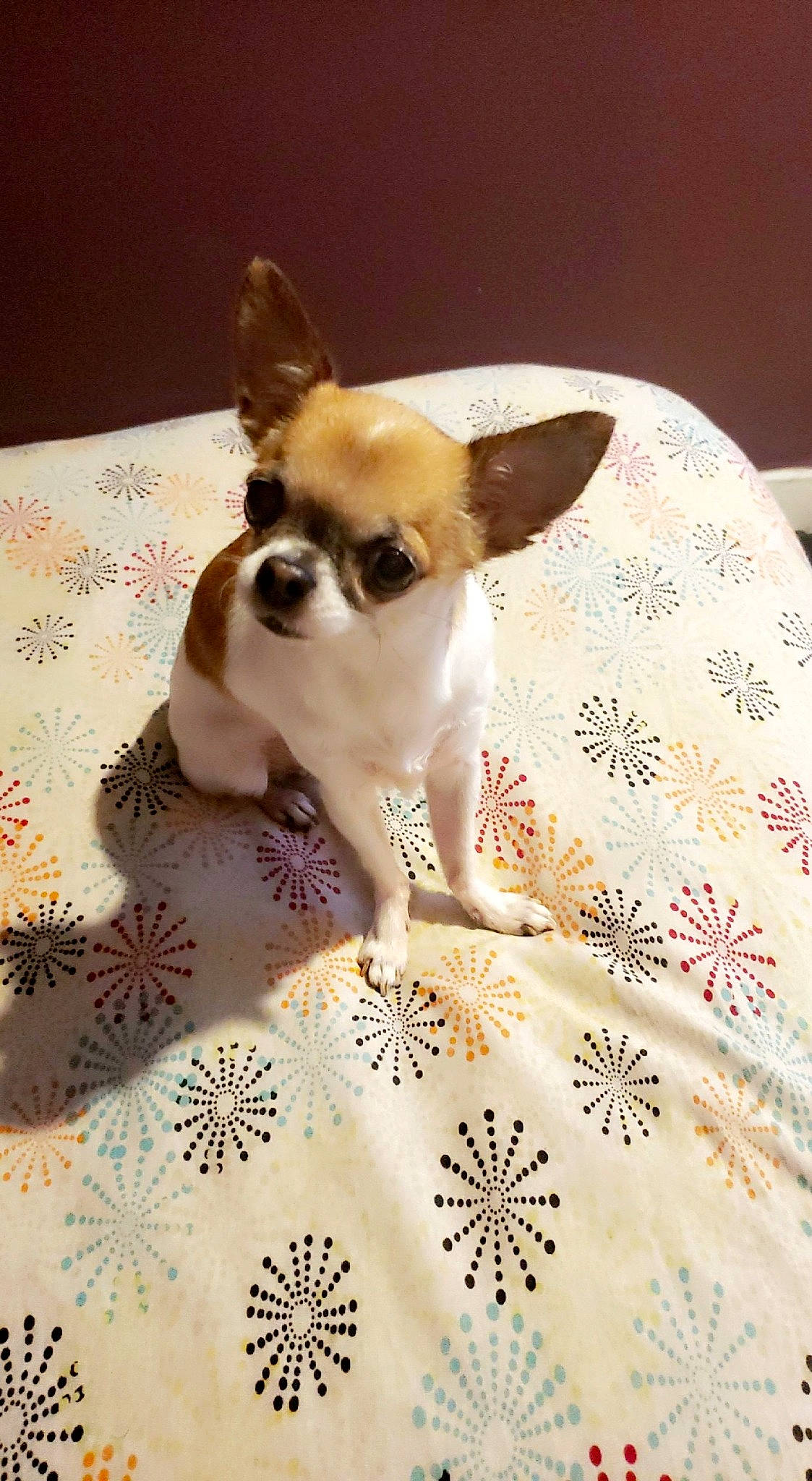 Nani is registered to the contest to win money with this photo: carnivore, chihuahua, companion_dog, corgi_chihuahua, dog, dog_breed, dog_supply, fawn, flooring, fur, linens, pattern, paw, small_terrier, snout, sporting_group, tail, toy_dog, whiskers, working_animal