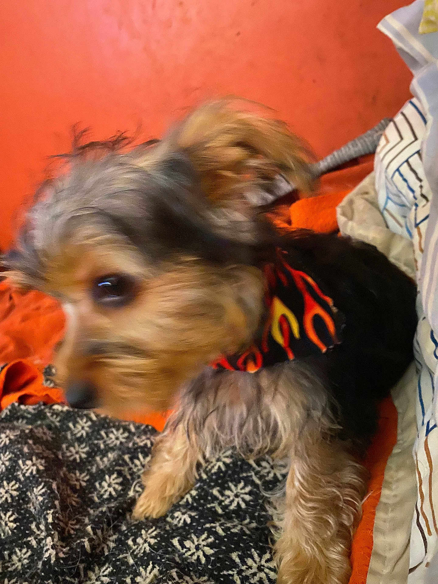 Arlo