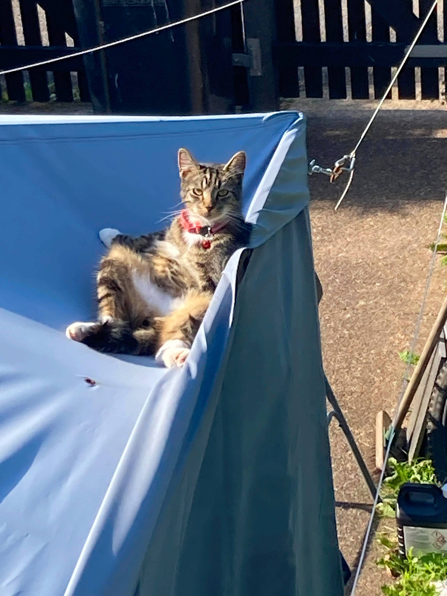 Jeffrey joined the competition — help win amazing prizes! asphalt, carnivore, cat, domestic_short_haired_cat, electric_blue, fawn, felidae, fur, grass, leisure, plant, recreation, road, road_surface, sitting, small_to_medium_sized_cats, tail, tire, tree, whiskers