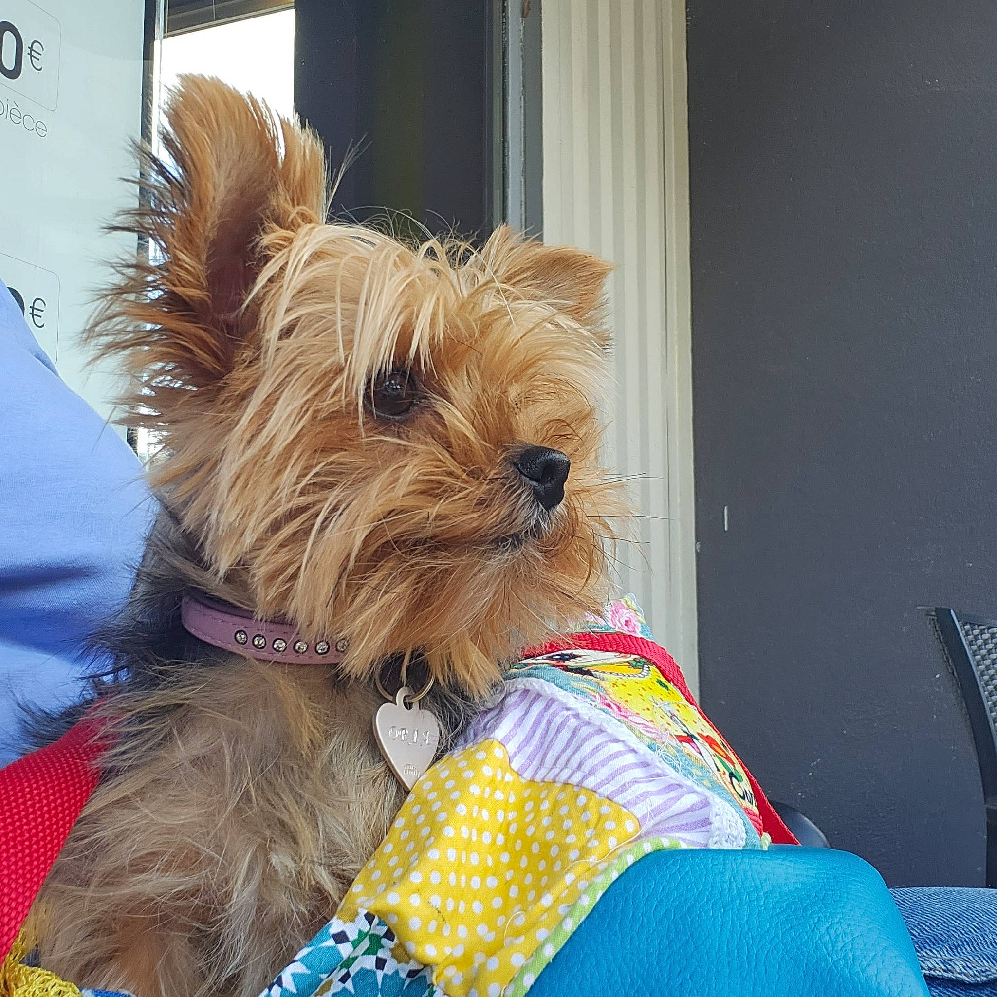 Oria participe au concours pour gagner de l'argent avec cette photo : basket, canidae, carnivore, collar, companion_dog, dog, dog_breed, dog_clothes, dog_collar, dog_supply, event, fashion_accessory, fawn, liver, pet_supply, small_terrier, snout, sporting_group, toy_dog, working_animal