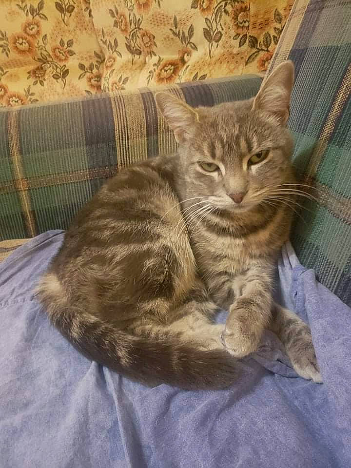 Fiona participe au concours pour gagner de l'argent avec cette photo : carnivore, cat, claw, comfort, couch, domestic_short_haired_cat, fawn, felidae, fur, grey, linens, paw, sitting, small_to_medium_sized_cats, snout, tail, whiskers, wood