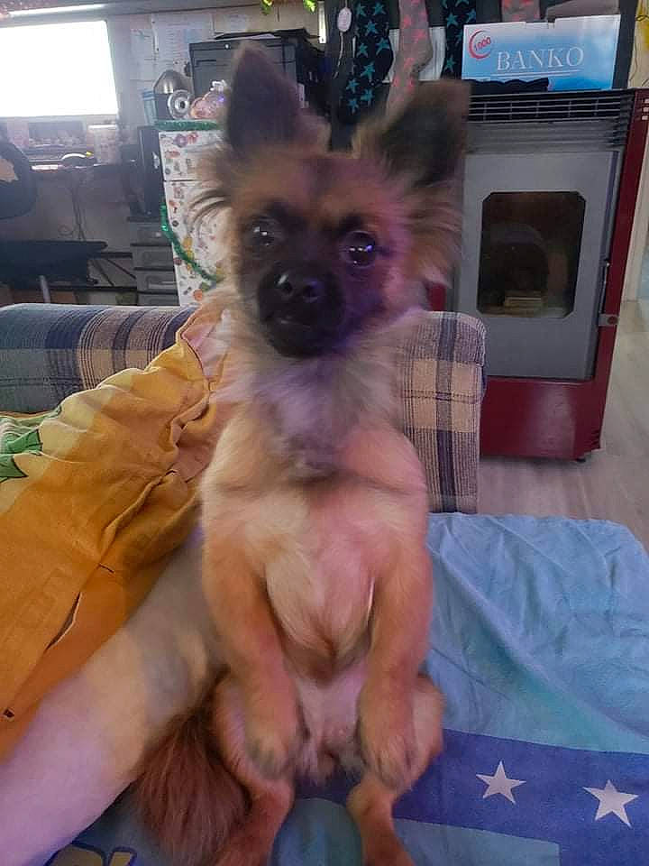 Chipie participe au concours pour gagner de l'argent avec cette photo : canidae, carnivore, comfort, companion_dog, dog, dog_breed, dog_supply, fawn, fur, non_sporting_group, paw, snout, sporting_group, terrestrial_animal, toy_dog, working_animal