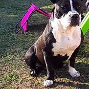 Skye participe au concours pour gagner de l'argent avec cette photo : dog, black_and_white, outdoor, grass, pet, animal, sitting, sunlight, playground, slide, daytime, canine, paw, ears, nature, park, fence, quiet, alert, companion