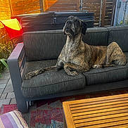 Lennon is registered to the contest to win money with this photo: dog, brindle, couch, outdoor, fence, wooden_fence, patio, sunlight, relaxed, pet, animal, canine, fur, resting, table, pillow, rug, garden, leisure, home