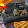 dog, brindle, couch, outdoor, fence, wooden_fence, patio, sunlight, relaxed, pet, animal, canine, fur, resting, table, pillow, rug, garden, leisure, home