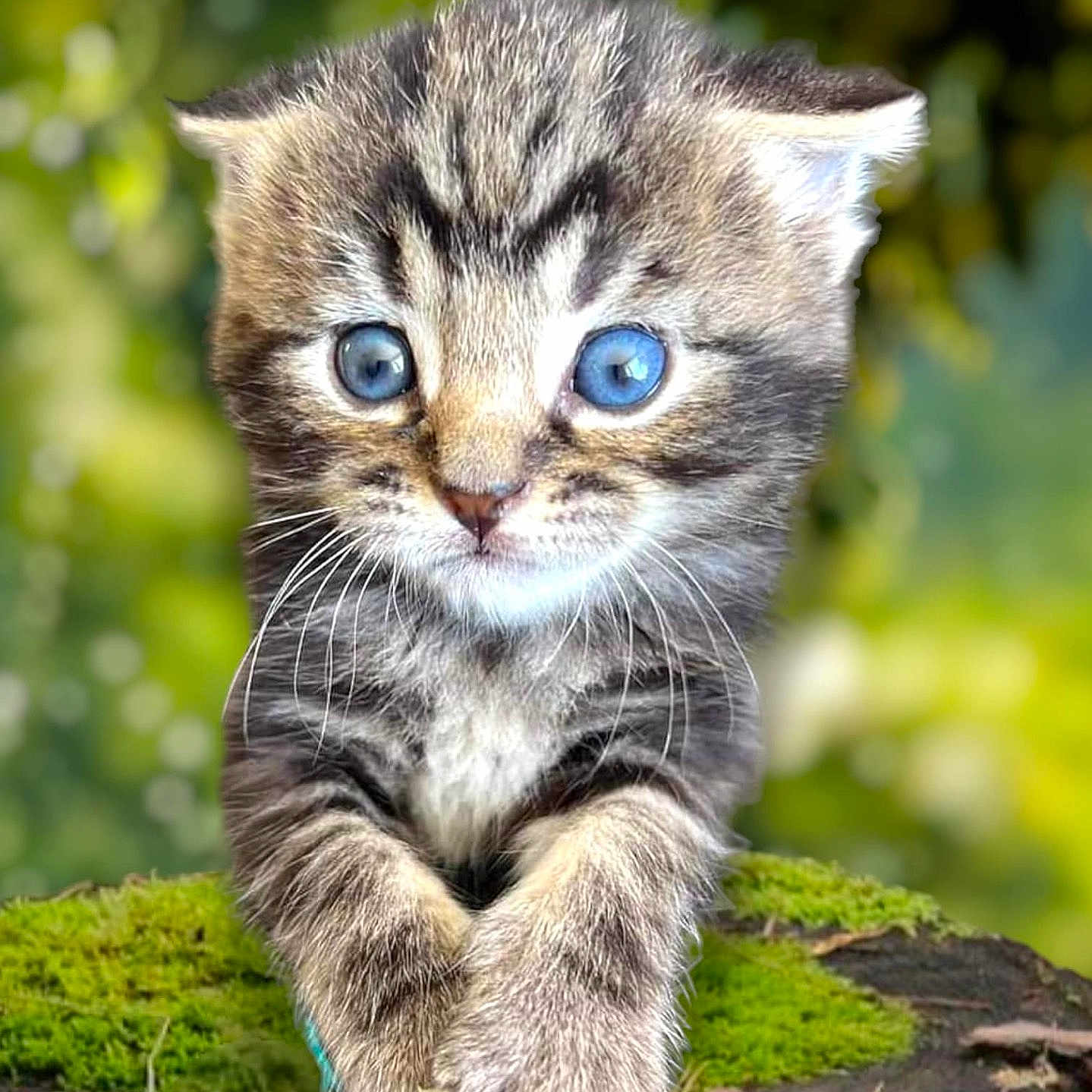 Oslo is registered to the contest to win money with this photo: abyssinian, angora, animal, cat, kitten, manx, ocelot, pet, plant, snout, tree, treestump, wood