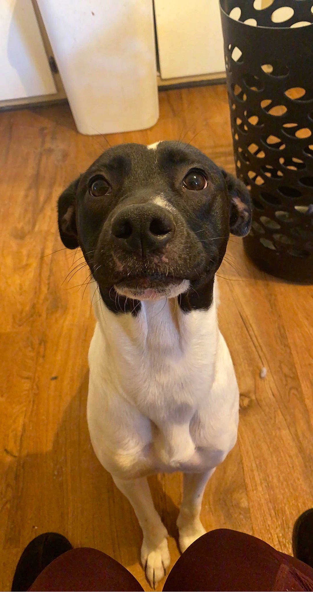 Willa is registered to the contest to win money with this photo: carnivore, collar, companion_dog, dog, dog_breed, dog_collar, fawn, floor, flooring, fur, hardwood, liver, snout, sporting_group, varnish, whiskers, wood, wood_flooring, wood_stain, working_animal