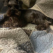 Romeo is registered to the contest to win money with this photo: dog, pet, quilt, blanket, indoor, resting, fur, small_dog, cozy, fabric, texture, animal, cute, relaxing, lying_down, home, comfort, snuggle, brown, patchwork
