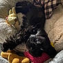 puppy, black_dog, plush_toy, blanket, soft_texture, bed, cozy, cute, pet, animal, indoor, resting, toy, fur, playful, sleepy, comfort, small_dog, cuddly, companion