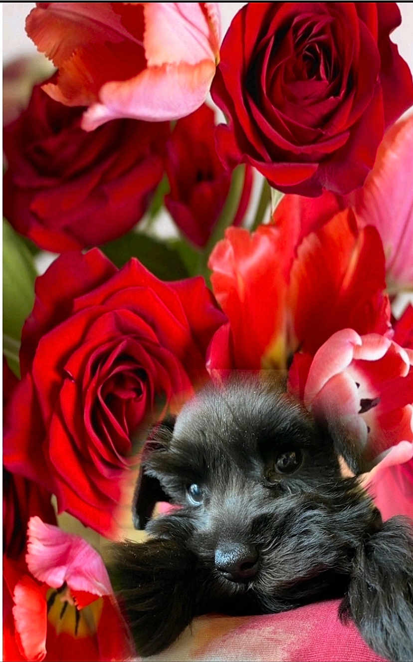 Romeo