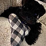 Romeo joined the competition — help win amazing prizes! puppy, dog, black_dog, plush_toy, checkered_pattern, bed, cozy, soft_texture, pet, animal, indoor, cute, snuggling, resting, furry, sleepy, toy, comfort, companion, domestic_animal
