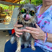 Sammy Jo joined the competition — help win amazing prizes! bracelet, casual_clothing, comfort, cute, daylight, dog, furry, hand, lap, outdoor, patio, person, reflective, relaxed, seated, small_dog, sunglasses, tie_dye, tongue, wooden_roof