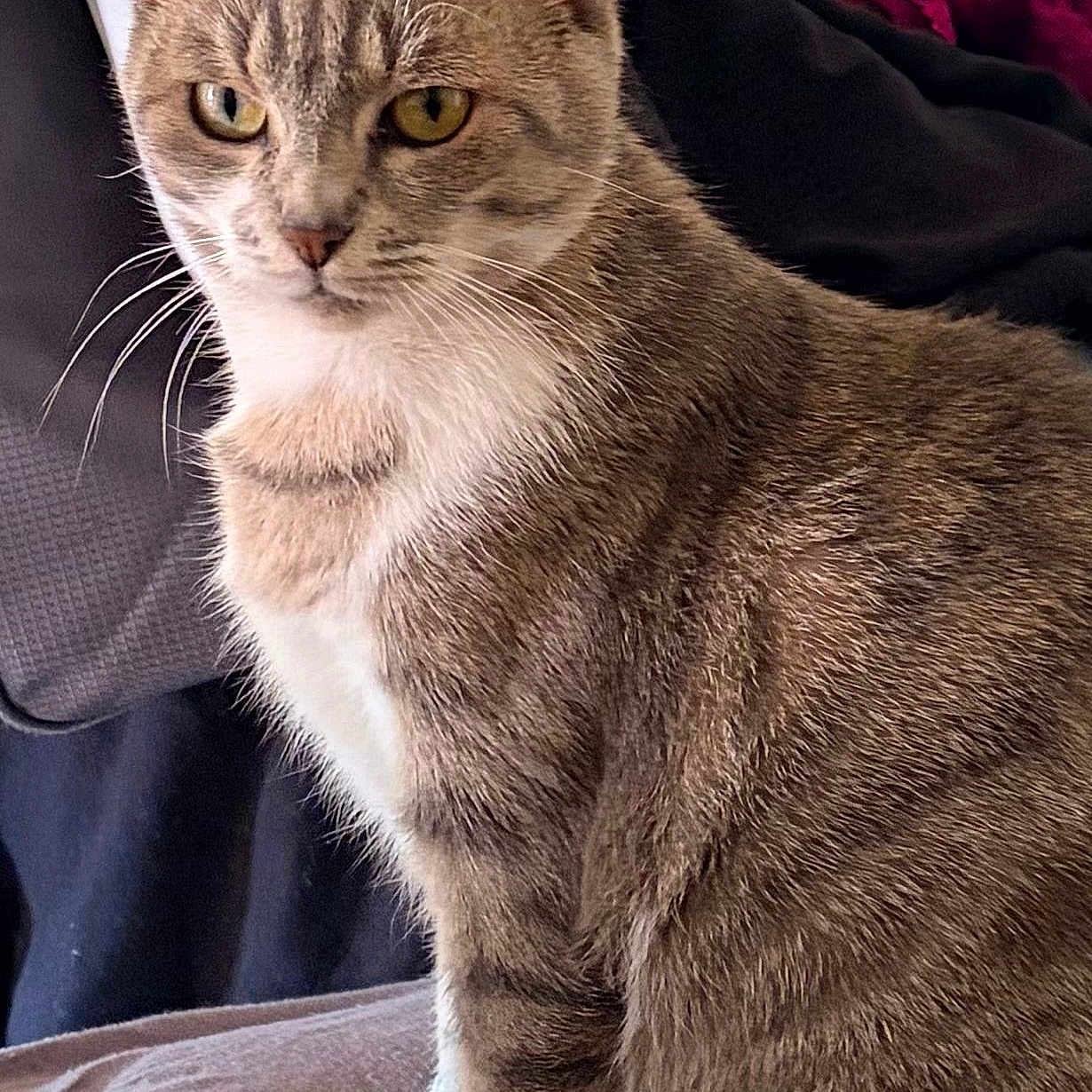 Nala