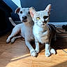 cat, dog, pet_house, wooden_floor, sunlight, shadow, indoor, animal, friendship, curious, calm, floor, cable, pets, domestic, companions, mammal, whiskers, ears, tail