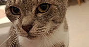 Nala a rejoint le concours — aidez-le/la à gagner de superbes lots ! animal, blurred_background, cat, chair, close_up, cozy, curious, domestic_cat, feline, fur, gray_cat, indoor, pet, portrait, red_fabric, sitting, soft_light, whiskers, white_fur, yellow_eyes