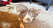 Nala participe au concours pour gagner de l'argent avec cette photo : cat, tabby, yellow_eyes, carpet, indoor, furniture, couch, chair, relaxed, pet, domestic_cat, curious, shadow, floor, cozy, striped, whiskers, ears, paws, resting