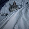 cat, sleeping, blanket, bed, cozy, indoor, pet, fur, paw, resting, domestic_animal, cute, animal, comfort, relaxation, white, gray, feline, home, nap