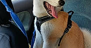 Saïka participe au concours pour gagner de l'argent avec cette photo : akita, animal, backseat, canine, car, companion, cute, dog, furry, happy, harness, indoors, leash, pet, puppy, seat, sitting, tongue_out, window, young