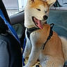 Saïka participe au concours pour gagner de l'argent avec cette photo : dog, akita, puppy, car, backseat, harness, tongue_out, sitting, happy, pet, animal, furry, cute, indoors, window, seat, leash, young, canine, companion