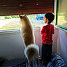animal, bed, blanket, boy, child, companion, curious, curled_tail, curtain, daylight, dog, furniture, home, indoor, looking_out, pants, pet, red_shirt, window, wooden_shutter
