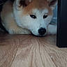 animal, brown, calm, canine, close_up, dog, domestic_animal, floor, fur, furniture, harness, indoor, lying_down, pet, quiet, relaxed, resting, table_leg, white, wooden_floor