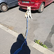 Saïka participe au concours pour gagner de l'argent avec cette photo : dog, leash, sidewalk, car, red_car, blue_car, shadow, pavement, street, sunny, daytime, parked_car, pet, animal, outdoor, obedient, sitting, road, license_plate, urban