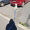 Saïka participe au concours pour gagner de l'argent avec cette photo : animal, blue_car, car, daytime, dog, leash, license_plate, obedient, outdoor, parked_car, pavement, pet, red_car, road, shadow, sidewalk, sitting, street, sunny, urban