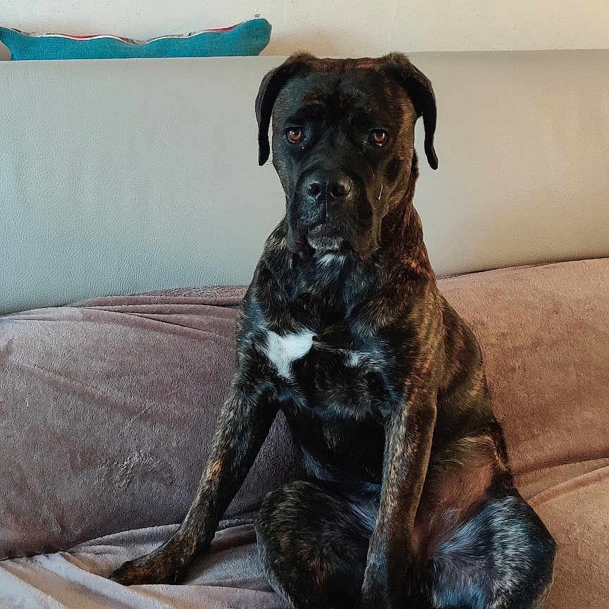 Appy a rejoint le concours — aidez-le/la à gagner de superbes lots ! dog, brindle, pet, couch, blanket, indoor, animal, canine, sitting, looking, face, ears, fur, nose, paw, home, living_room, artwork, wall, comfort