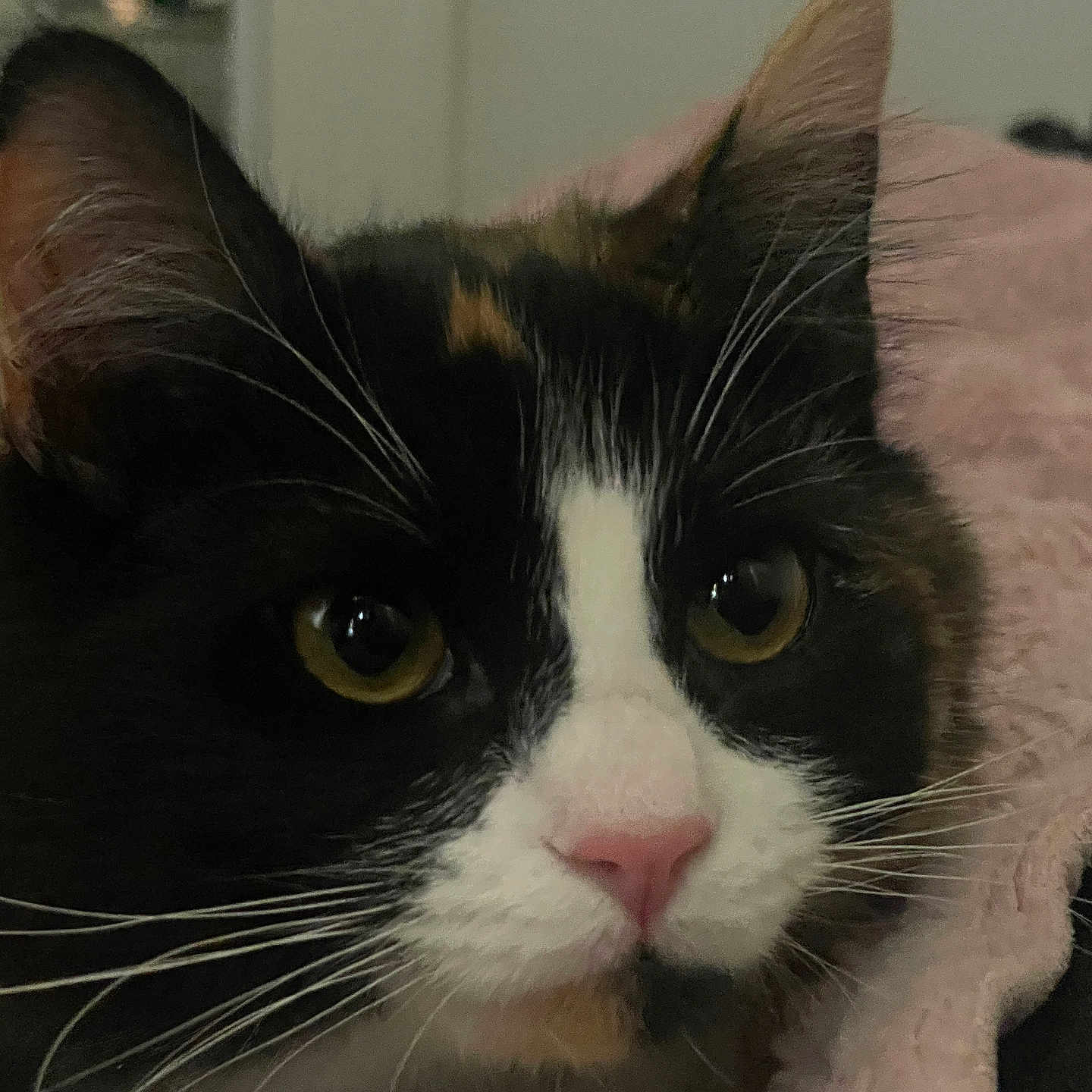 Phora joined the competition — help win amazing prizes! abyssinian, angora, animal, blackcat, blanket, bodypart, brasssection, cat, horn, kitten, manx, mouth, musicalinstrument, person, pet, siamese, snout