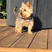 Rory participe au concours pour gagner de l'argent avec cette photo : dog, pet, outdoor, wooden_deck, sunlight, wicker_chair, small_dog, fur, animal, alert, backyard, greenery, shadow, daylight, collar, cute, nature, companion, domestic_animal, summer