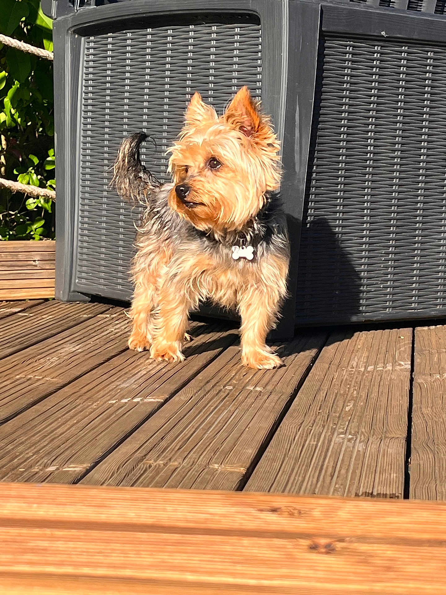 Rory participe au concours pour gagner de l'argent avec cette photo : dog, pet, outdoor, wooden_deck, sunlight, wicker_chair, small_dog, fur, animal, alert, backyard, greenery, shadow, daylight, collar, cute, nature, companion, domestic_animal, summer