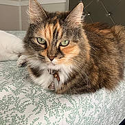 Felix Stevens joined the competition — help win amazing prizes! cat, calico, pet, indoor, bed, collar, charm, feline, resting, green_eyes, fur, whiskers, domestic_animal, closeup, patterned_bedspread, cute, animal, relaxed, home, fluffy