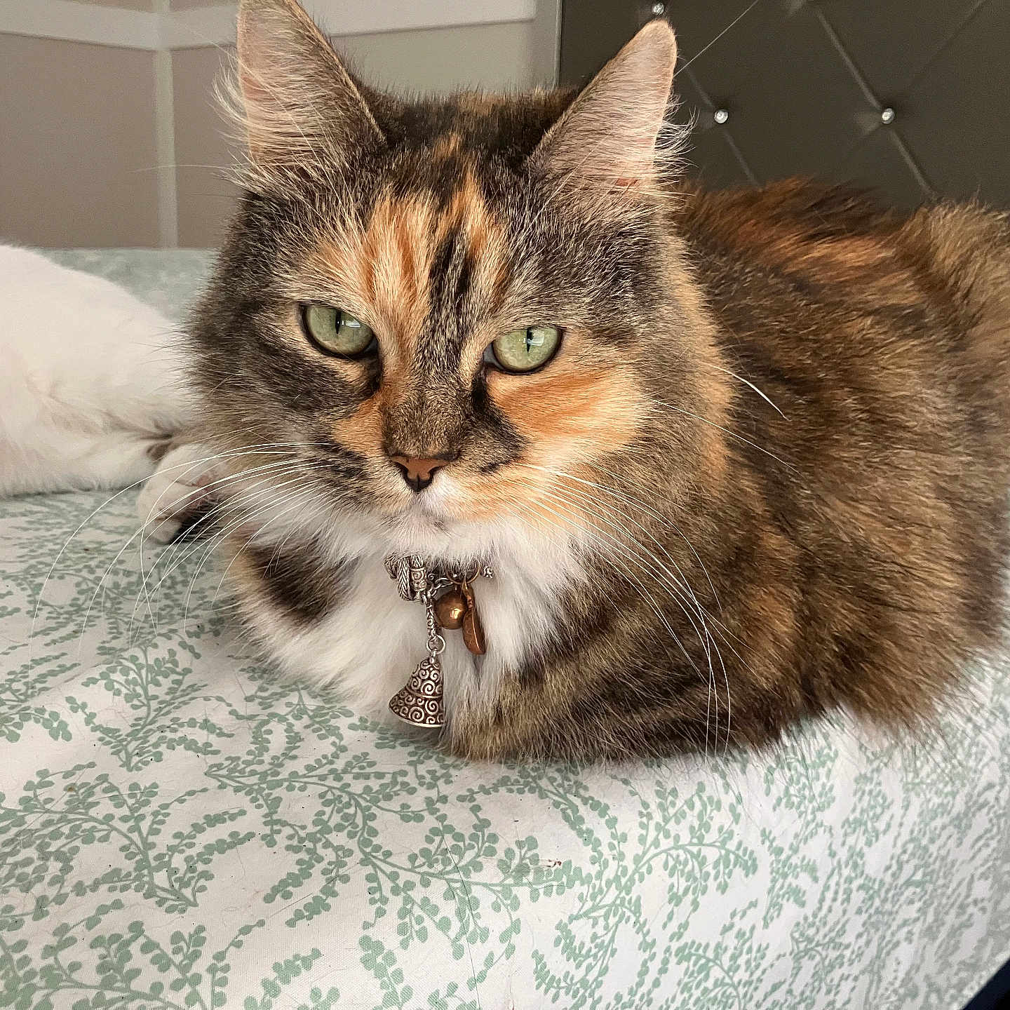 Felix Stevens joined the competition — help win amazing prizes! cat, calico, pet, indoor, bed, collar, charm, feline, resting, green_eyes, fur, whiskers, domestic_animal, closeup, patterned_bedspread, cute, animal, relaxed, home, fluffy