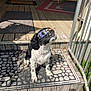 black_and_white_coat, cocker_spaniel, cute, dog, doormat, looking_up, novelty_glasses, outdoor, paws, pet, porch, railing, rug, shadow, sitting, steps, sunglasses, sunlight, welcome_mat, wooden_deck