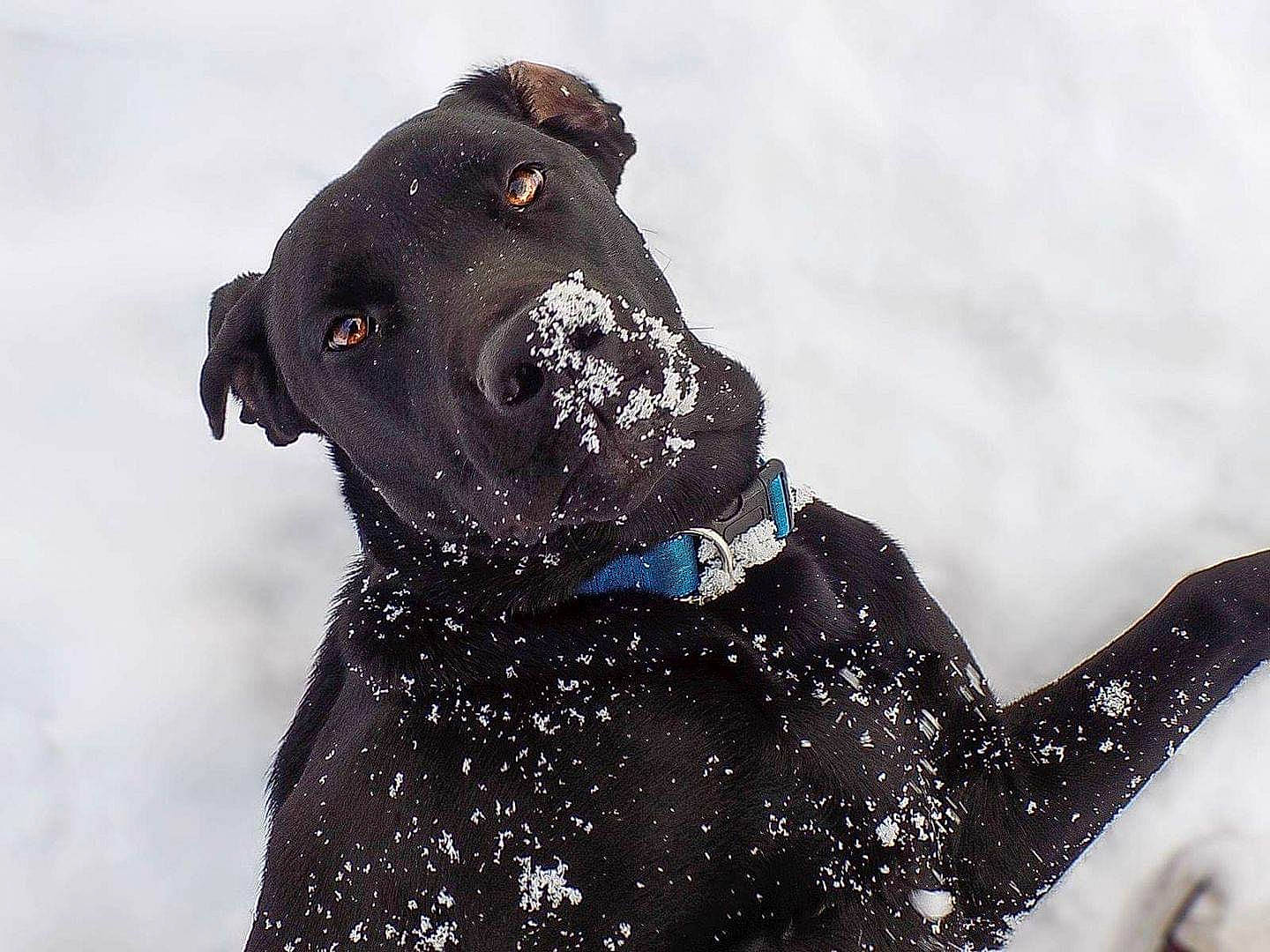 Hondo is registered to the contest to win money with this photo: cane_corso, canidae, carnivore, collar, dog, dog_breed, dog_collar, great_dane, guard_dog, hunting_dog, labrador_retriever, pointing_breed, snout, snow, sporting_group